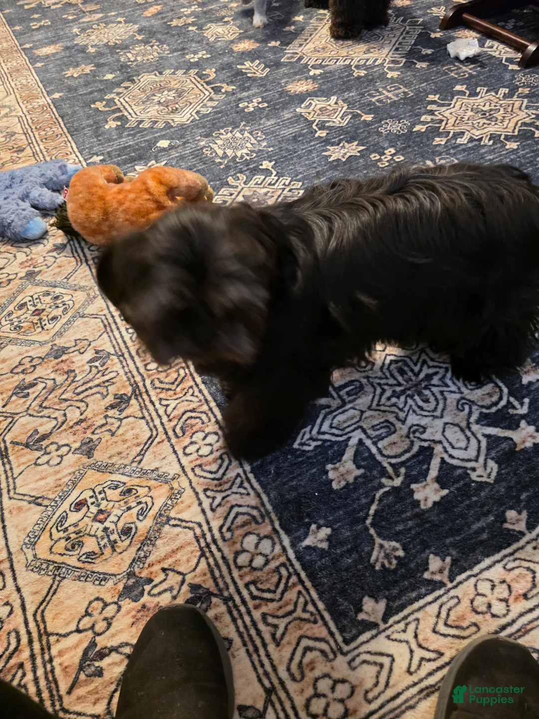 Shihpoo dogs for sale: Shihpoo Puppy 1 - Ad 2