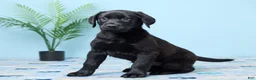 Labrador Retriever dogs for sale: Shadow - Ad 2