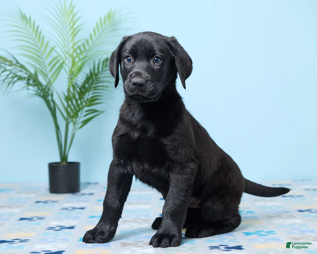 Labrador Retriever dogs for sale: Shadow - Ad 2