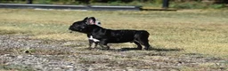 French Bulldog dogs for sale: French Bulldog 1 - Ad 3