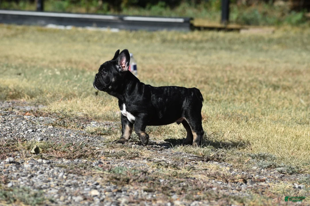French Bulldog dogs for sale: French Bulldog 1 - Ad 3