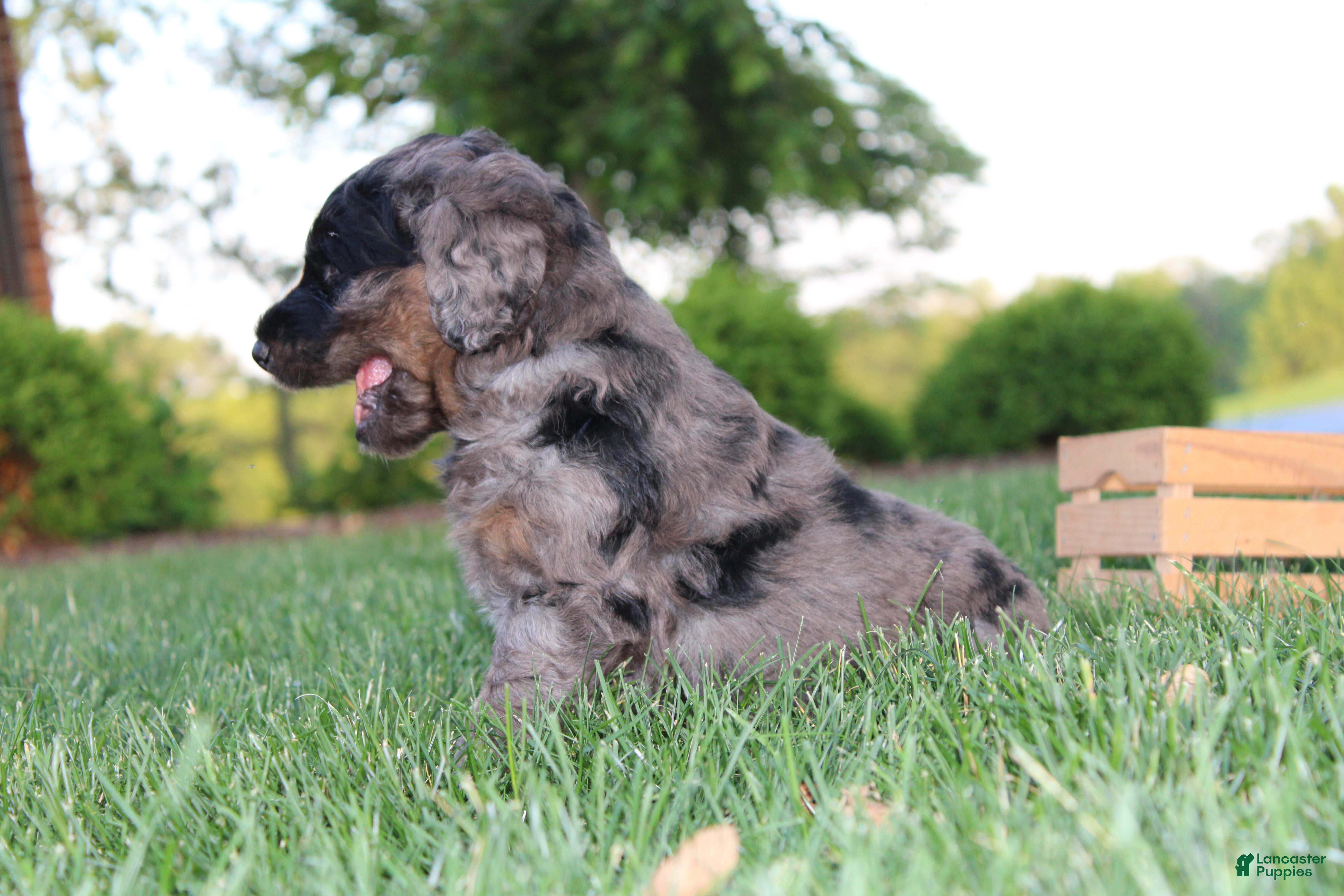 Mini Goldendoodle dogs Tye - Ad 2