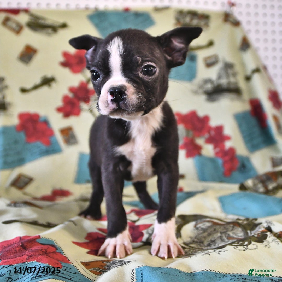 Boston Terrier dogs for sale: Ace - Ad 2