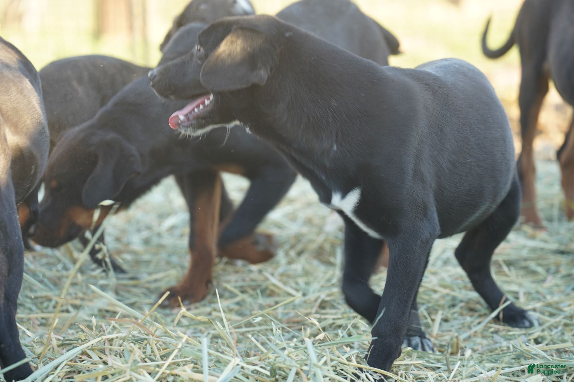 Mixed Breed dogs Squeeky Tiscar Farm Dog - Ad 6