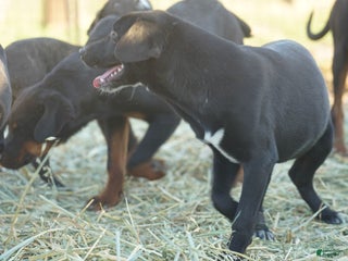 Mixed Breed dogs Squeeky Tiscar Farm Dog - Ad 11