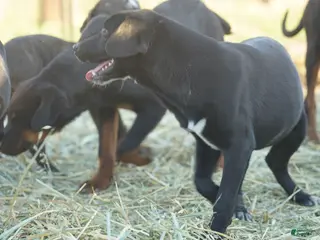 Mixed Breed dogs Squeeky Tiscar Farm Dog - Ad 1