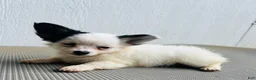 Papillon dogs for sale: Simba - Ad 5