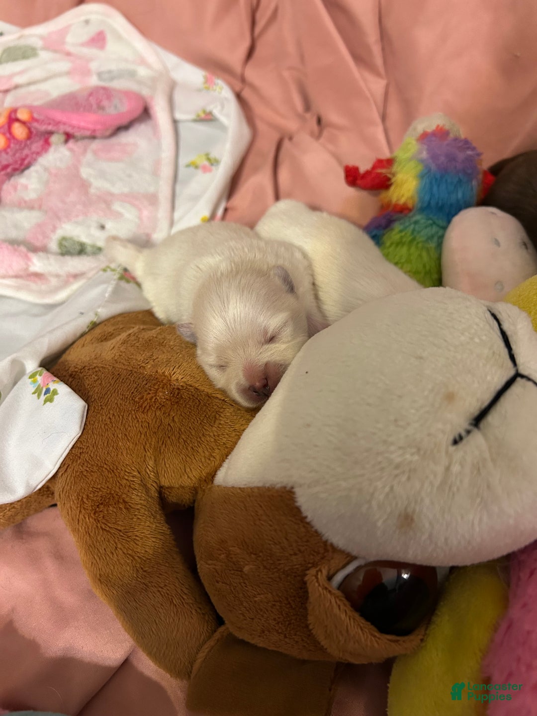 Pomeranian dogs for sale: Pomeranian Puppy 2 - Ad 2