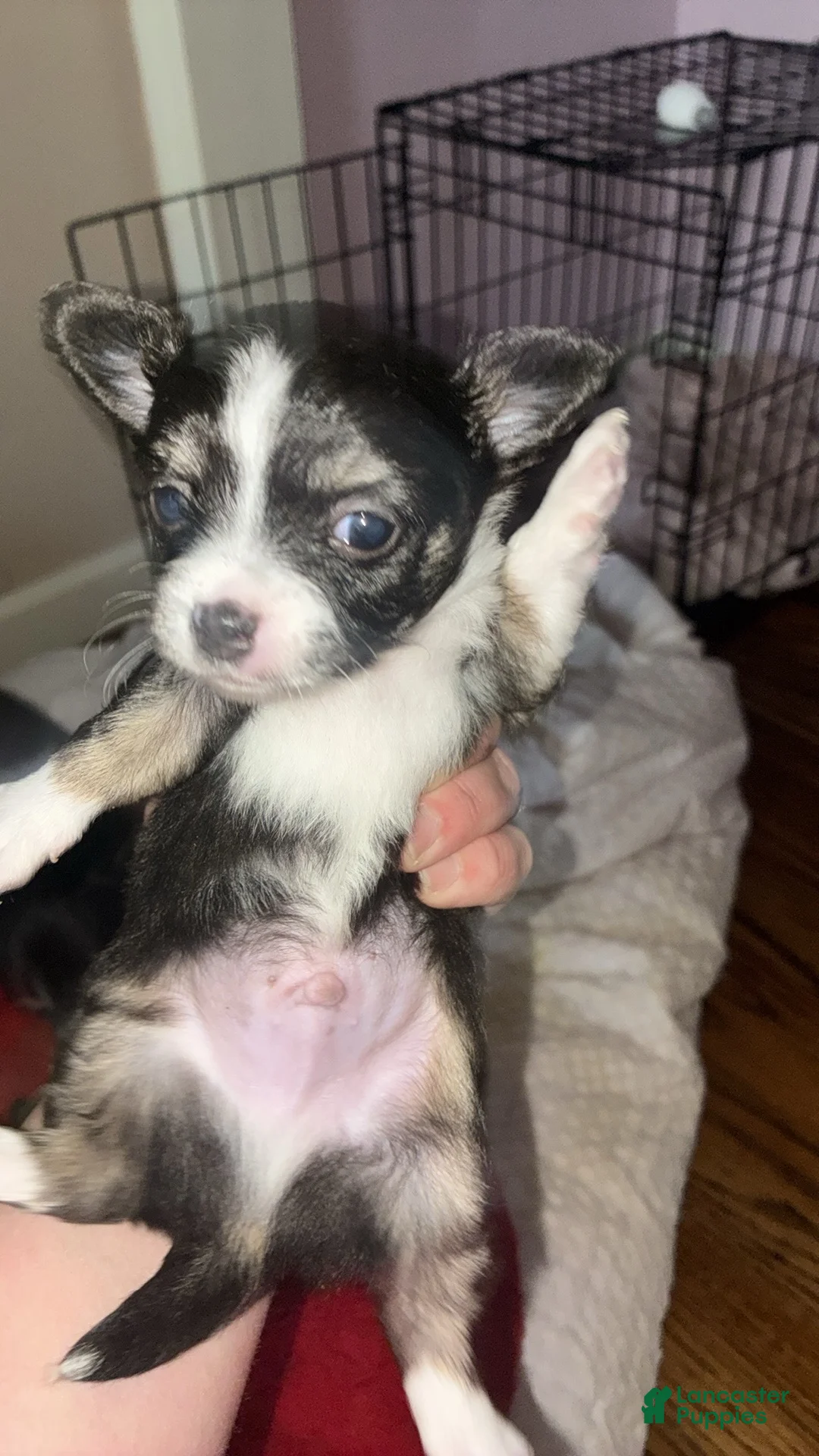 Chihuahua dogs for sale: Chihuahua Puppy 1 - Ad 1