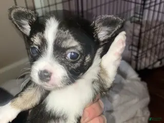 Chihuahua dogs Chihuahua Puppy 1 - Ad 18