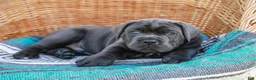Cane Corso dogs for sale: Bubba (Champion Bloodline) - Ad 8