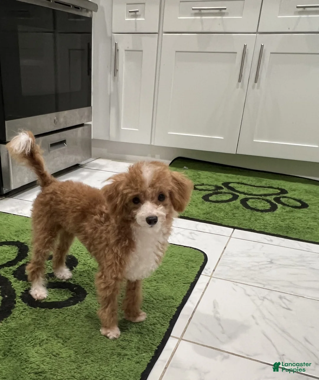 Miniature Poodle dogs for sale: Diamond: 5lb Miniature Poodle  - Ad 4