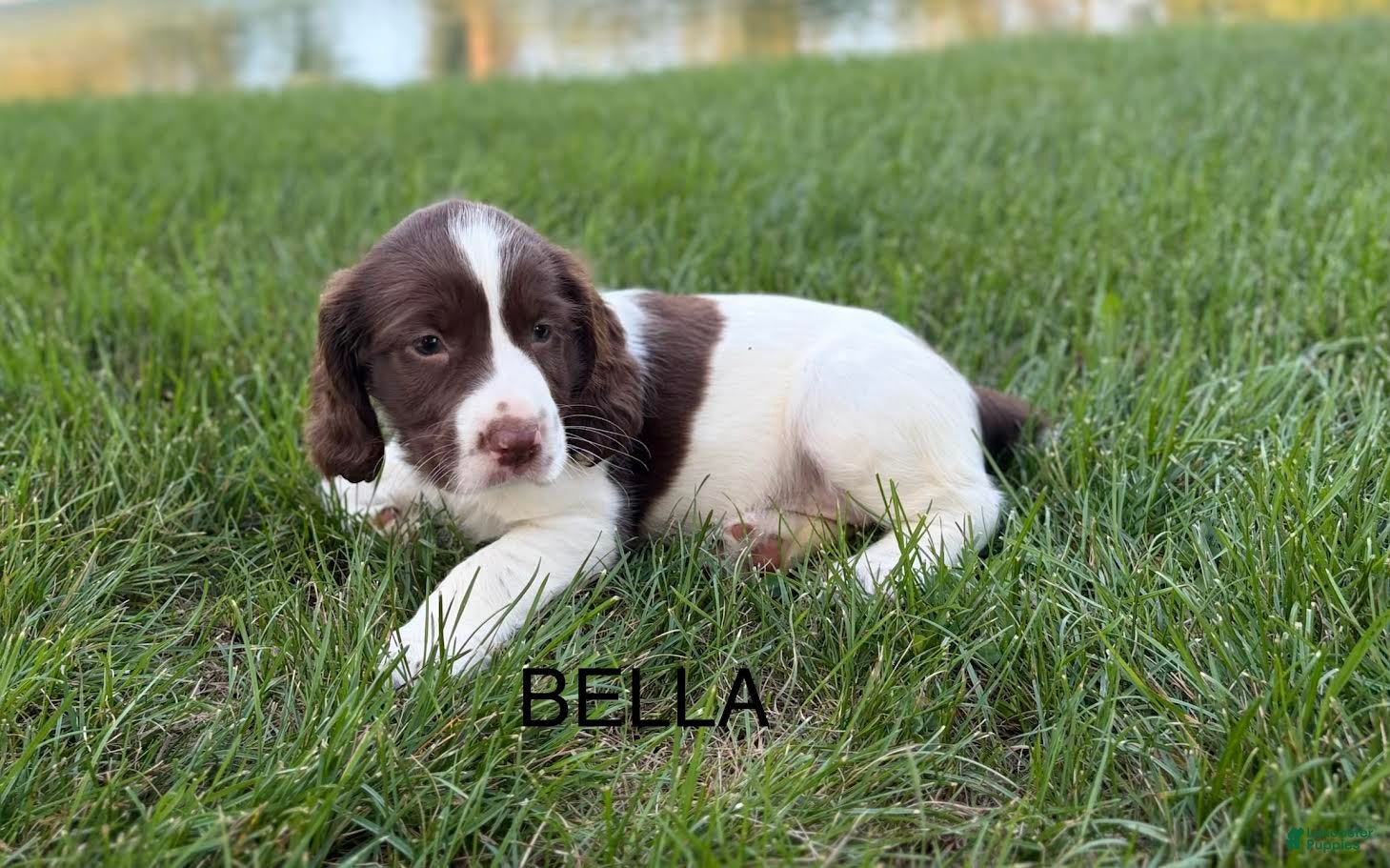 English Springer Spaniel dogs Bella - Ad 2