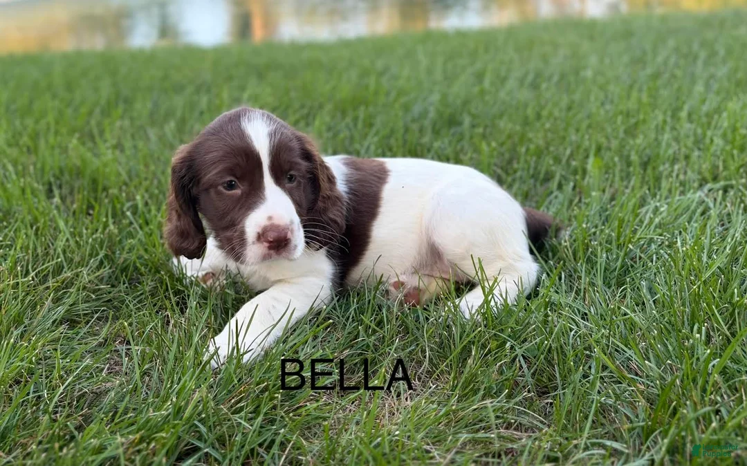 English Springer Spaniel dogs for sale: Bella - Ad 2