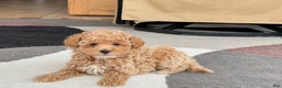 Maltipoo dogs for sale: Maltipoo male 2 - Ad 3
