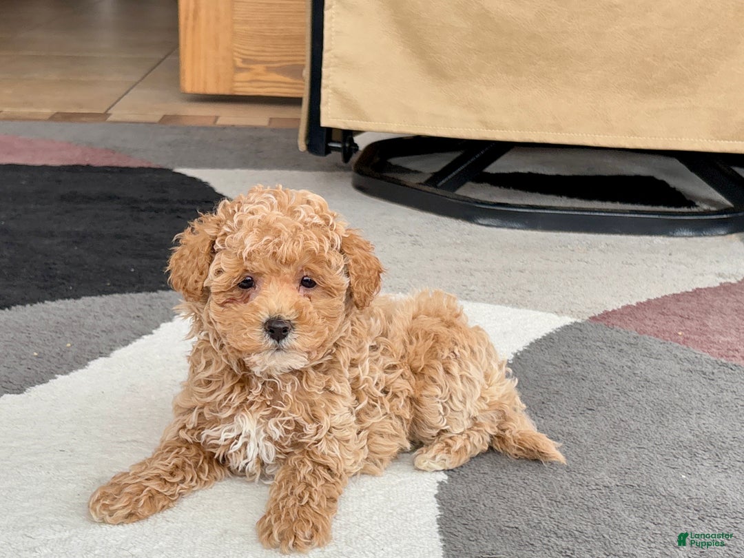 Maltipoo dogs for sale: Maltipoo male 2 - Ad 3