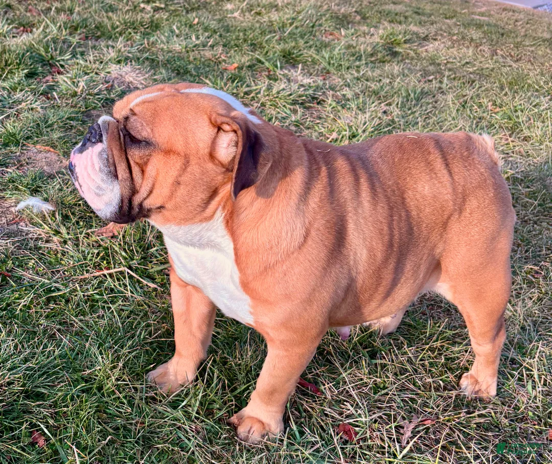 English Bulldog dogs for sale: Max - Ad 4