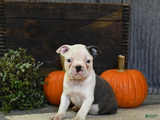 Boston Terrier dogs - Ad 16