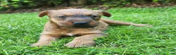 Irish Terrier dogs for sale: Daisy - Ad 3