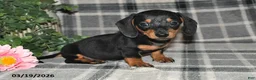 Miniature Dachshund dogs for sale: Conner - Ad 3