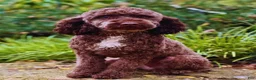 Mini Goldendoodle dogs for sale: Mini Goldendoodle 1 - Ad 3