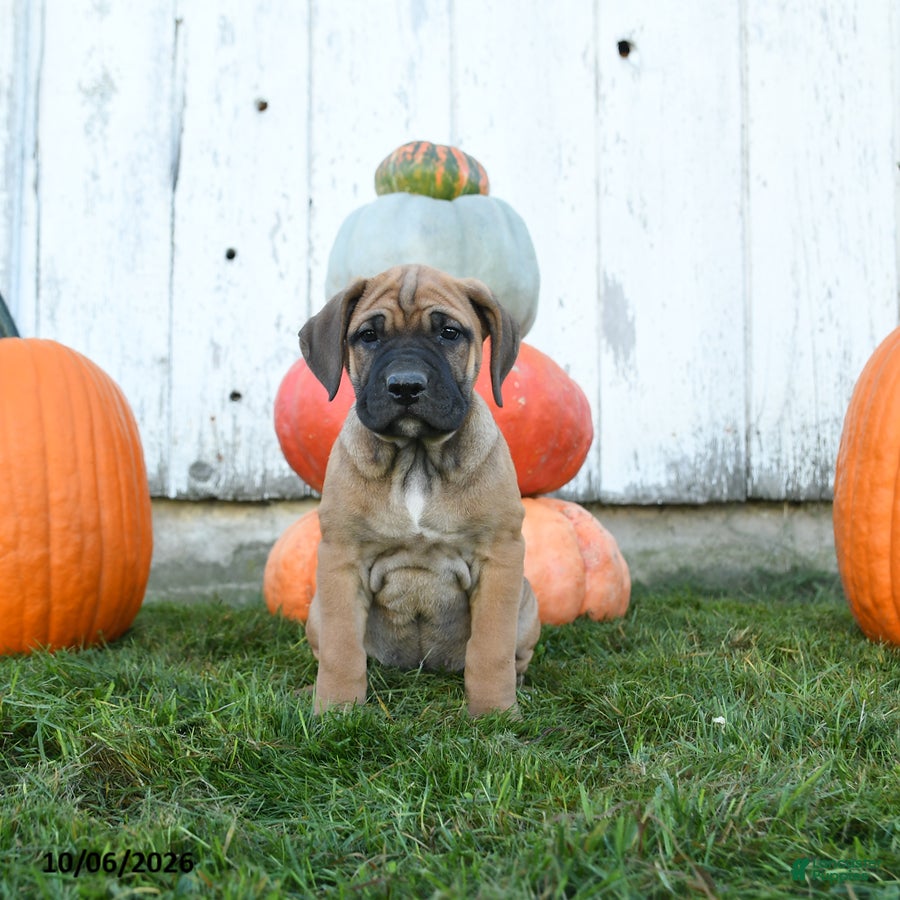 Cane Corso dogs Roxy - Ad 2