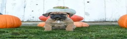 Cane Corso dogs for sale: Roxy - Ad 2