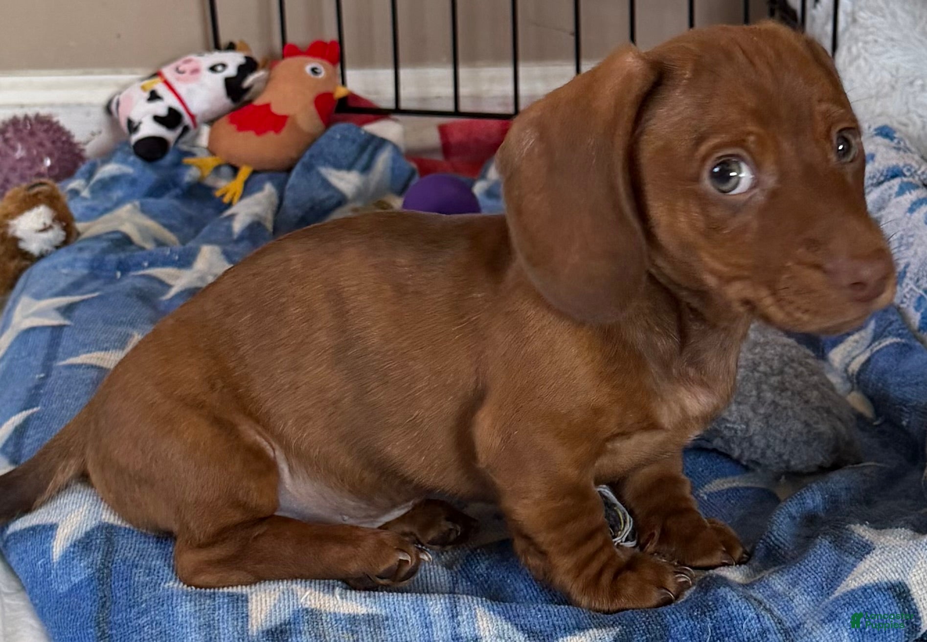 Dachshund dogs AVI - Ad 38