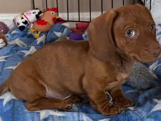 Dachshund dogs AVI - Ad 37