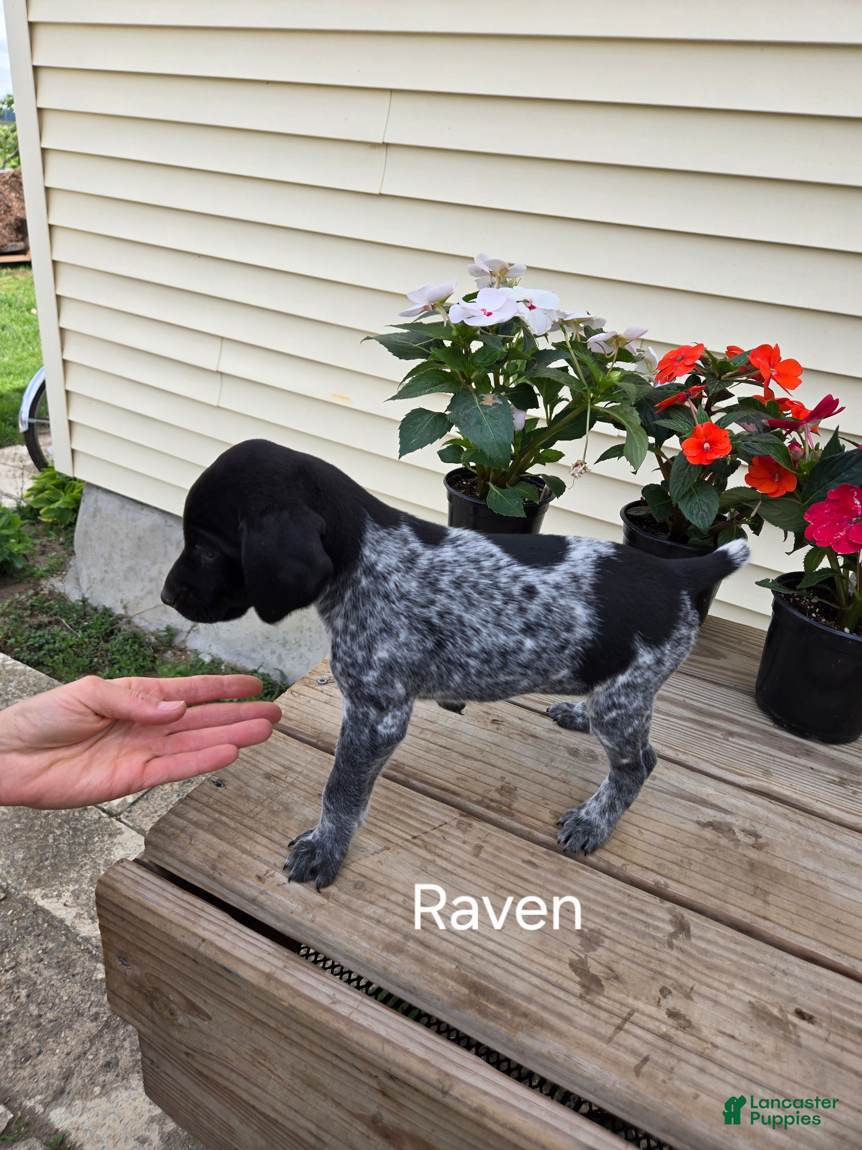 German Shorthaired Pointer dogs Raven - Ad 1