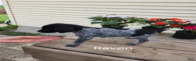 Raven