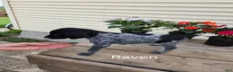 German Shorthaired Pointer dogs for sale: Raven - Ad 1