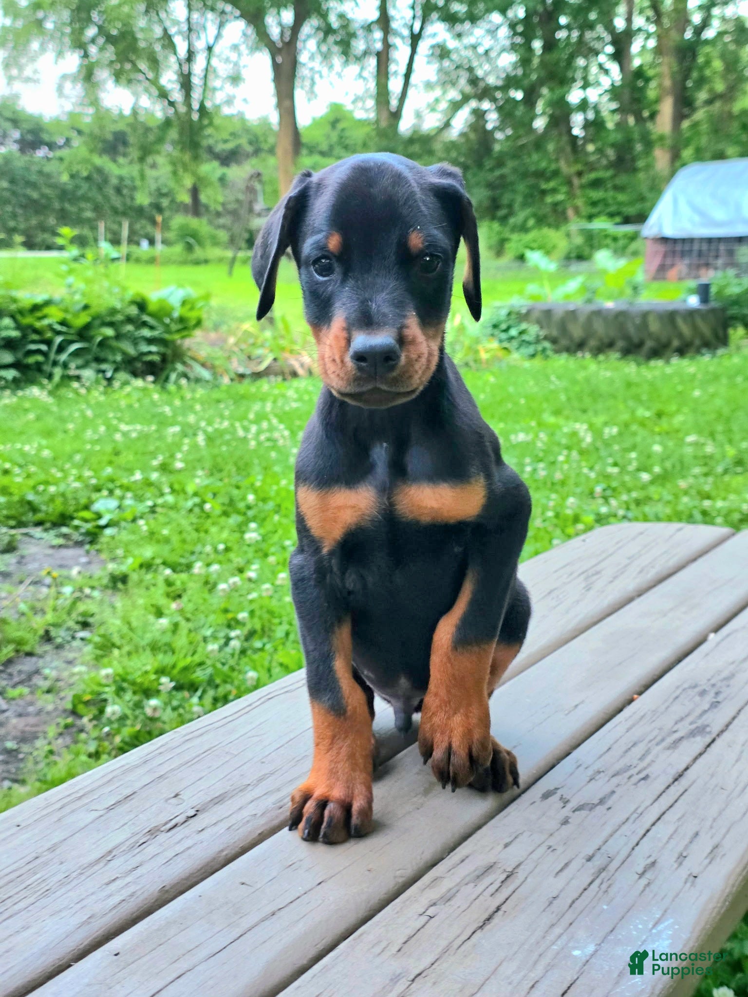 Doberman Pinscher dogs for sale: Griffin - Ad 5