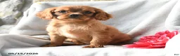 Cavalier King Charles Spaniel dogs for sale: Haley - Ad 5