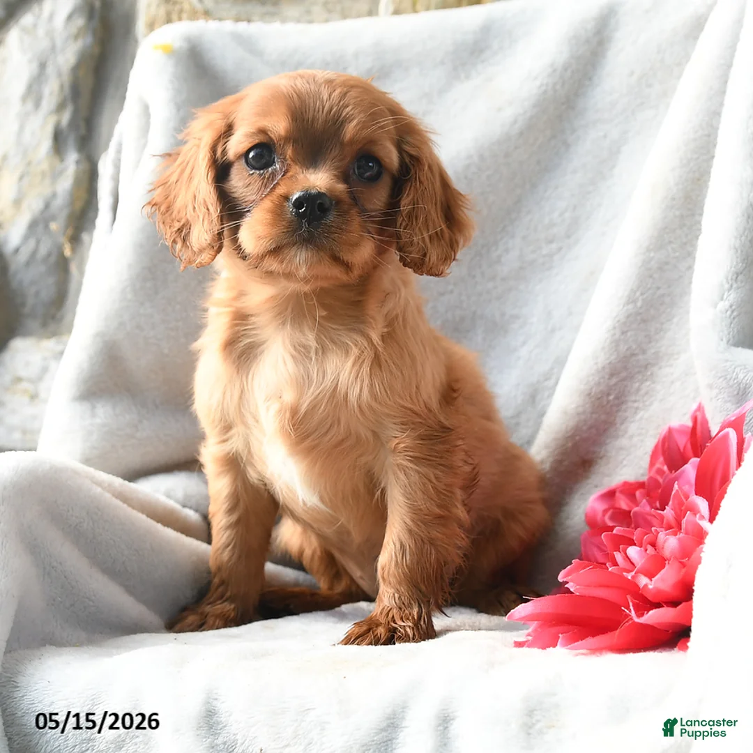 Cavalier King Charles Spaniel dogs for sale: Haley - Ad 5