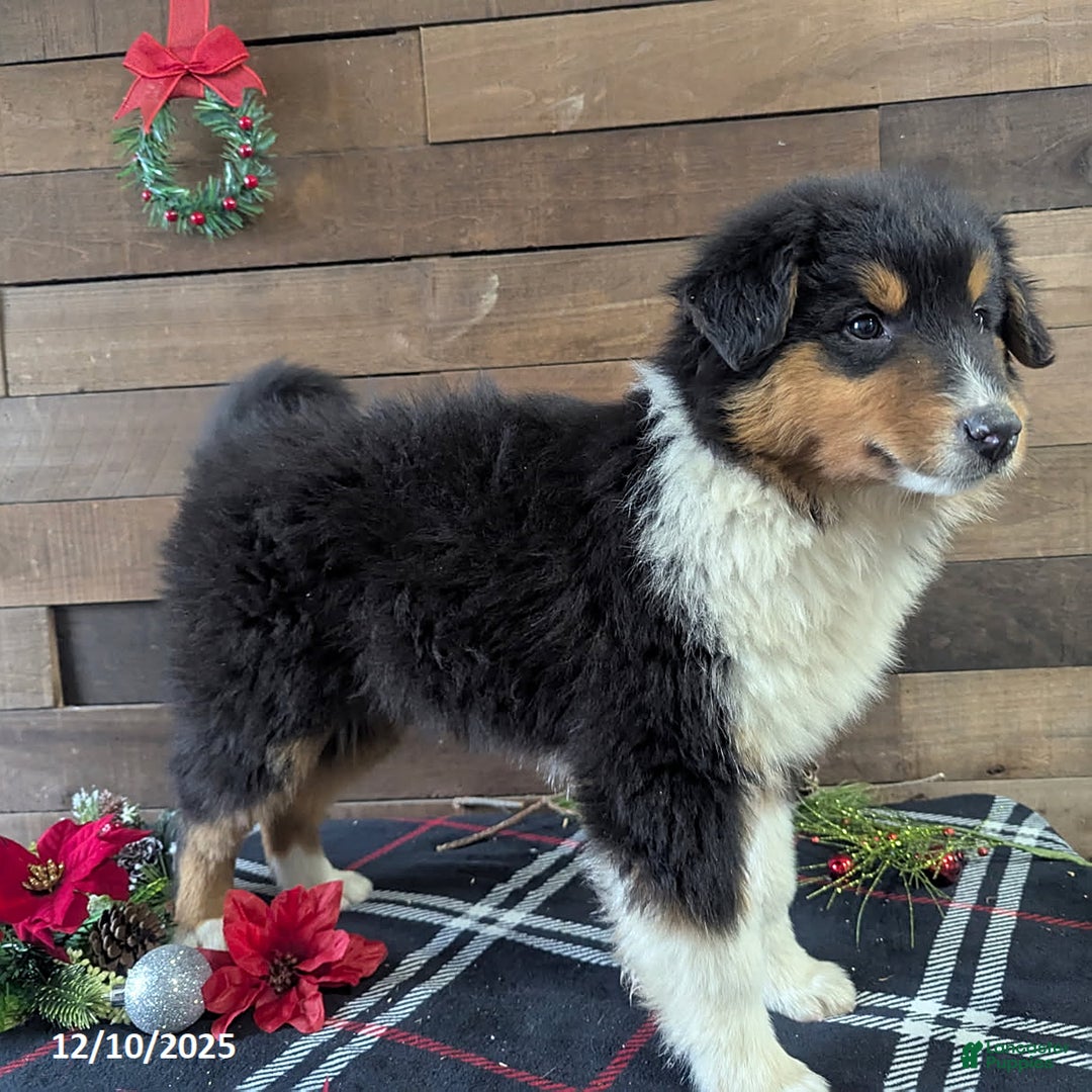 Mixed Breed dogs for sale: Texas - Ad 4