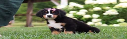 Bernese Mountain Dog dogs for sale: Marcy - Ad 4