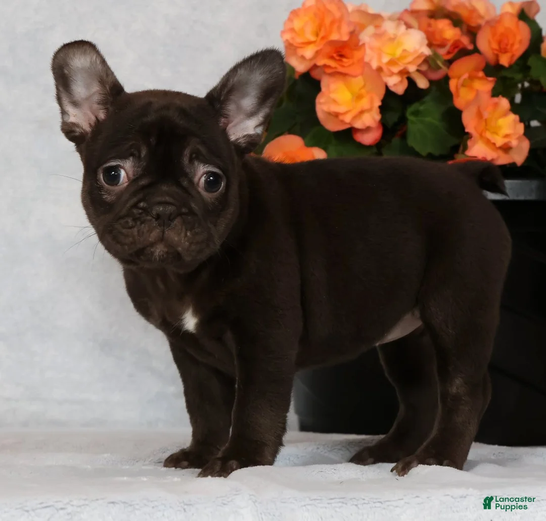 French Bulldog dogs for sale: Becca - Ad 1