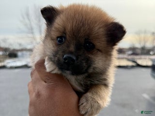 Pomeranian dogs Pomeranian Puppy 1 - Ad 28
