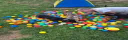 Great Dane dogs for sale: Fury - Ad 12