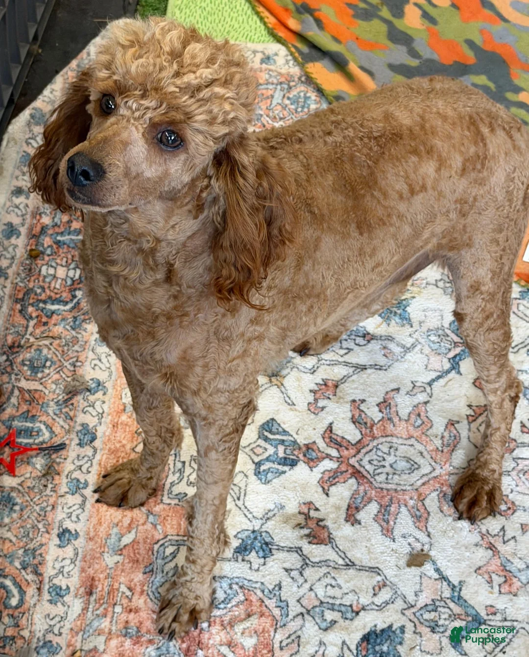Miniature Poodle dogs for sale: Brent - Ad 2