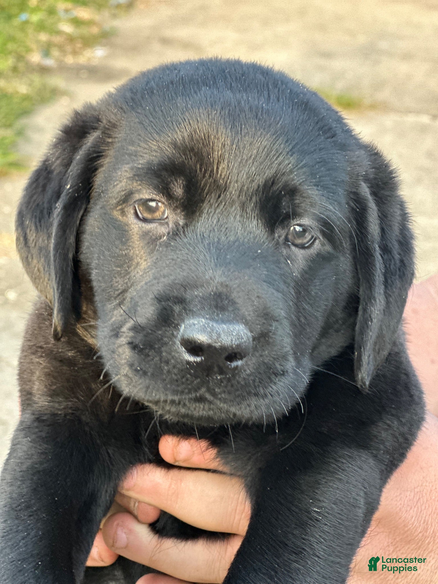 Labrador Retriever dogs Bear - Ad 19