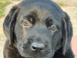 Labrador Retriever dogs Bear - Ad 19