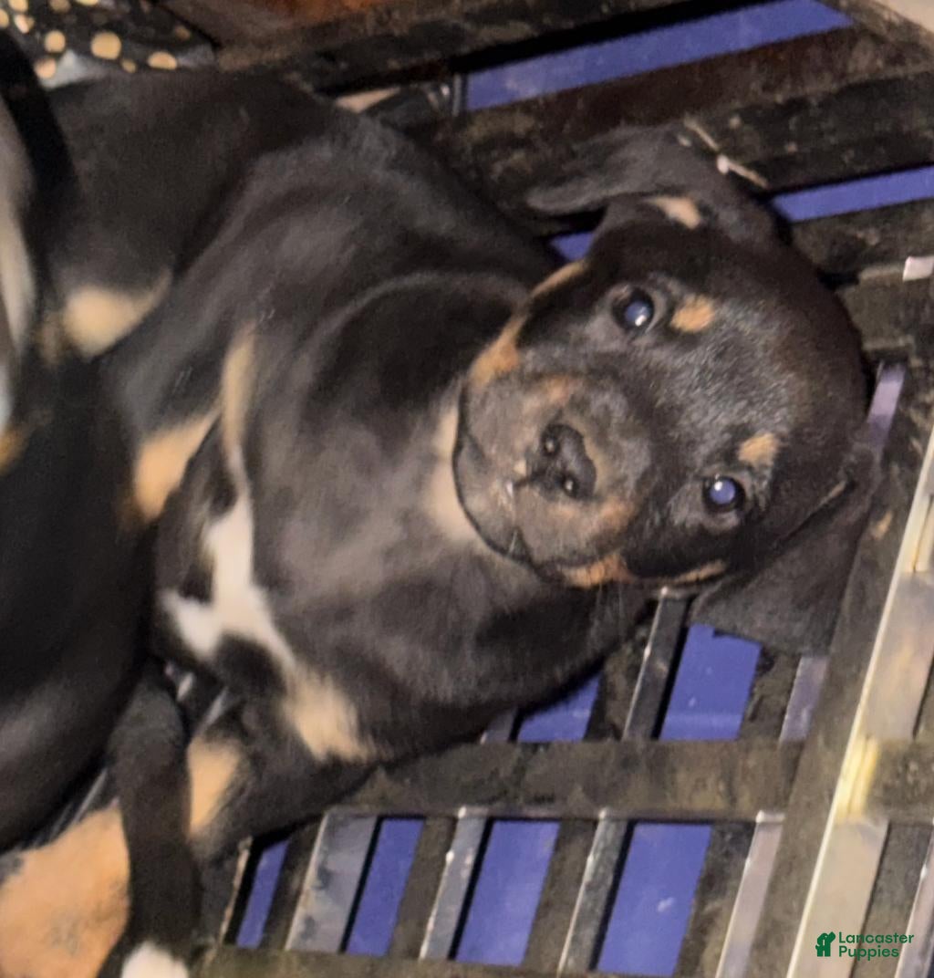 Mixed Breed dogs for sale: Baby Boy 2 - Ad 20