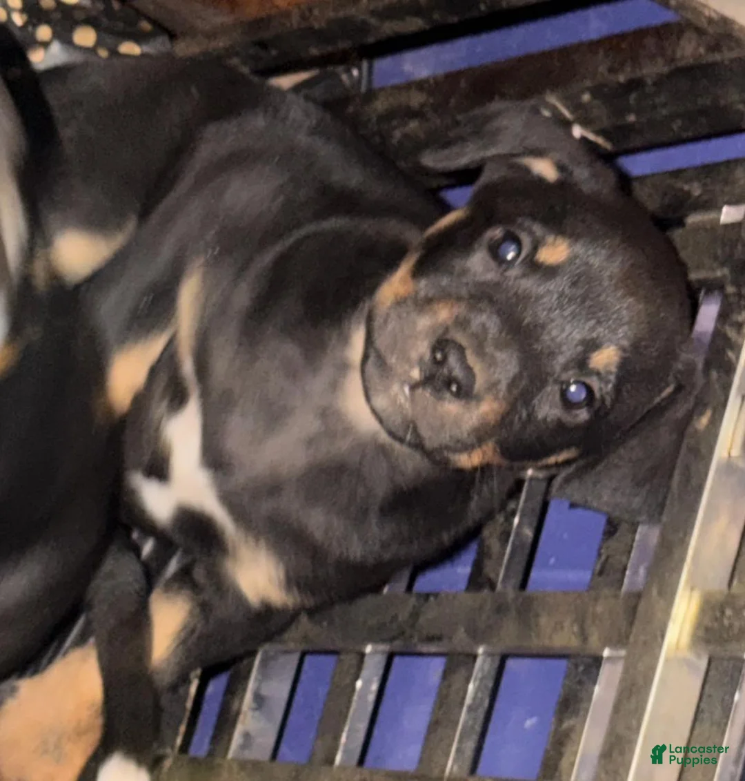 Mixed Breed dogs for sale: Baby Boy 2 - Ad 1