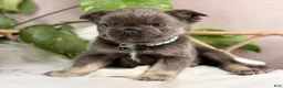 French Bulldog dogs for sale: Gigi - Ad 20