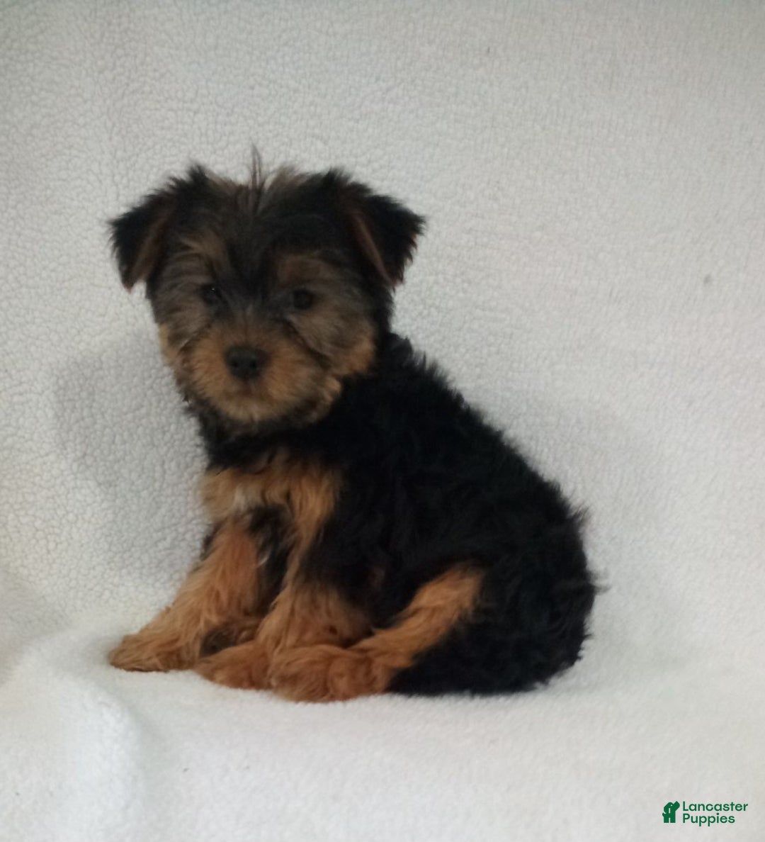 Yorkshire Terrier dogs for sale: Olaf - Ad 3