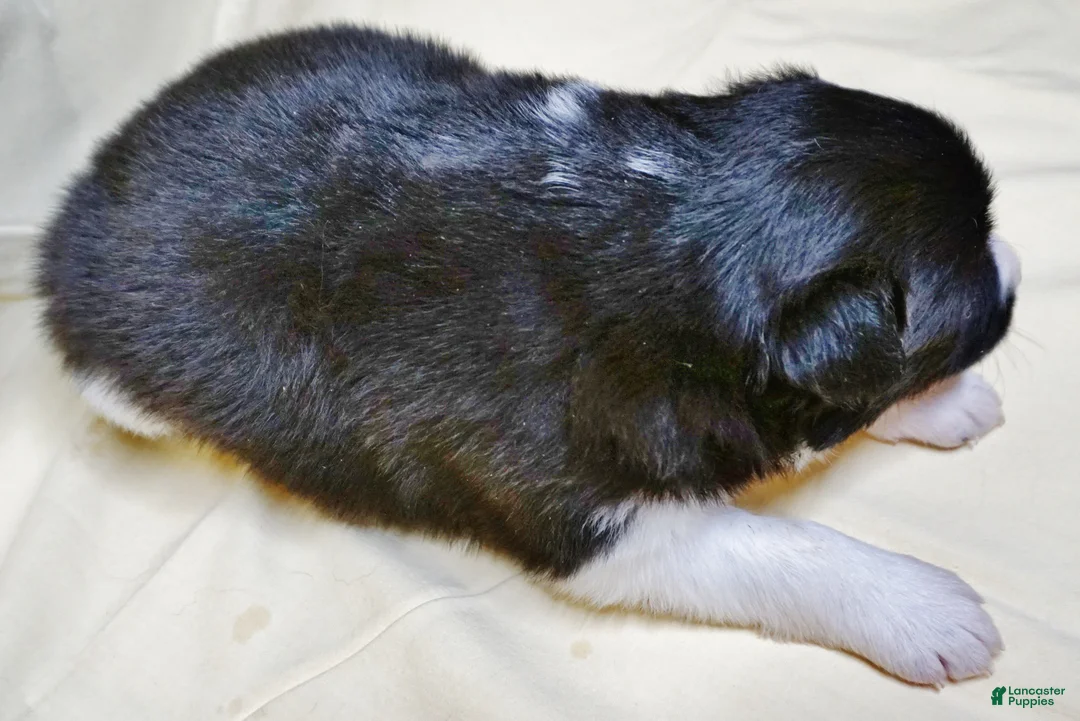 Border Collie dogs for sale: Astra - Ad 3