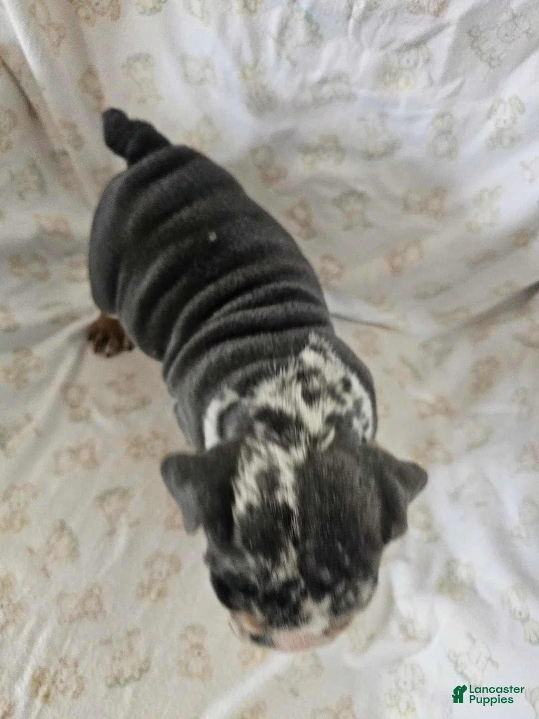 English Bulldog dogs for sale: English Bulldog Puppy 2 - Ad 4