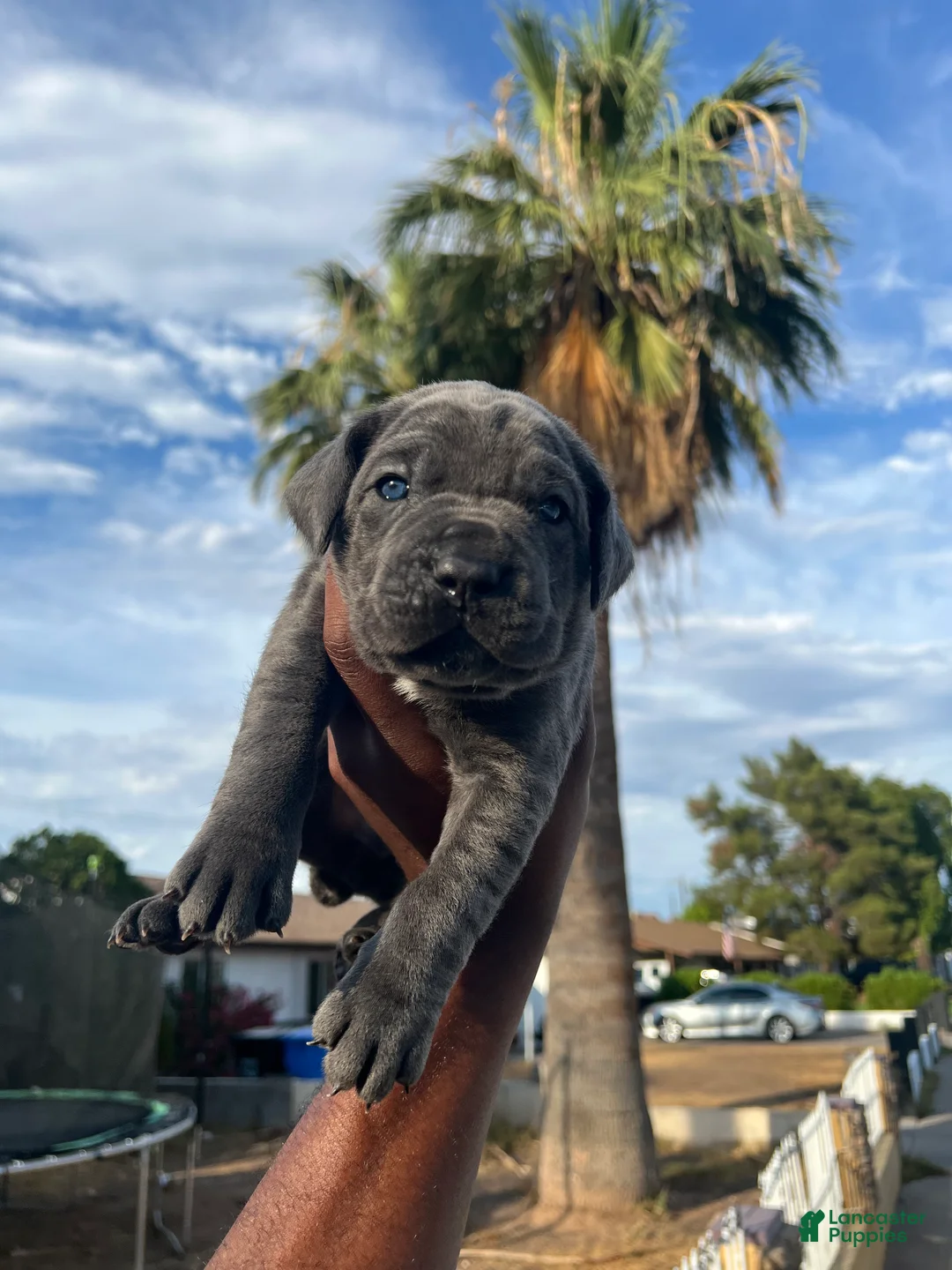 Cane Corso dogs for sale: Bear - Ad 1